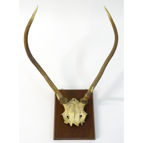 55 - Taxidermy: A partial skull mount of Red deer Brocket antlers, affixed to a square hardwood plinth. 2... 