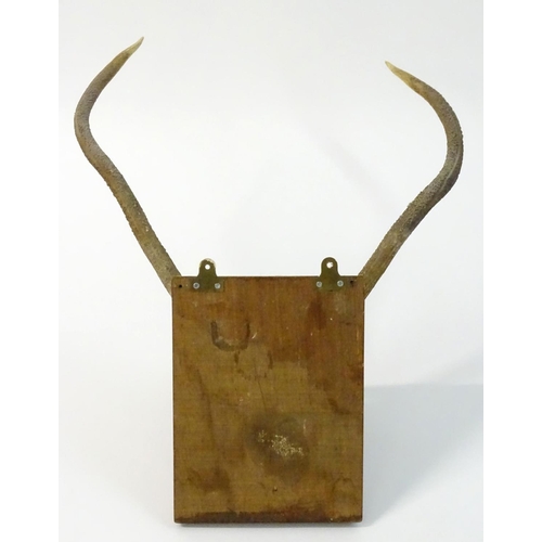 55 - Taxidermy: A partial skull mount of Red deer Brocket antlers, affixed to a square hardwood plinth. 2... 