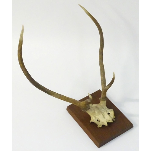 55 - Taxidermy: A partial skull mount of Red deer Brocket antlers, affixed to a square hardwood plinth. 2... 