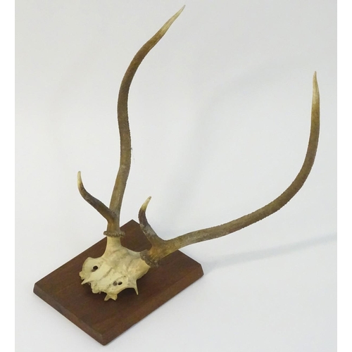 55 - Taxidermy: A partial skull mount of Red deer Brocket antlers, affixed to a square hardwood plinth. 2... 