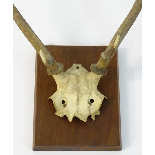 55 - Taxidermy: A partial skull mount of Red deer Brocket antlers, affixed to a square hardwood plinth. 2... 