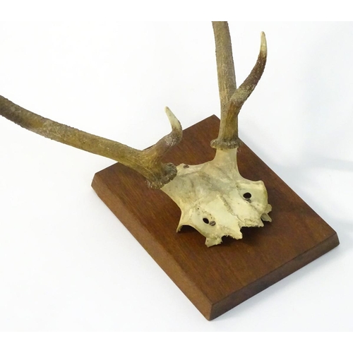 55 - Taxidermy: A partial skull mount of Red deer Brocket antlers, affixed to a square hardwood plinth. 2... 