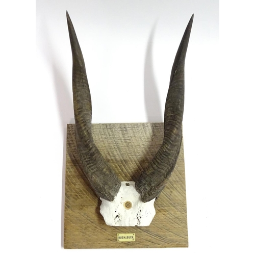 56 - Taxidermy: A set of bushbuck antlers mounted on a square wheel cut wall hanging base, marked in ivor... 