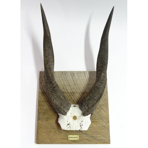 56 - Taxidermy: A set of bushbuck antlers mounted on a square wheel cut wall hanging base, marked in ivor... 