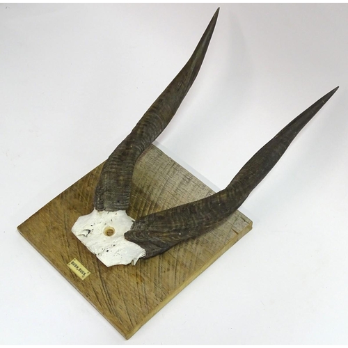 56 - Taxidermy: A set of bushbuck antlers mounted on a square wheel cut wall hanging base, marked in ivor... 