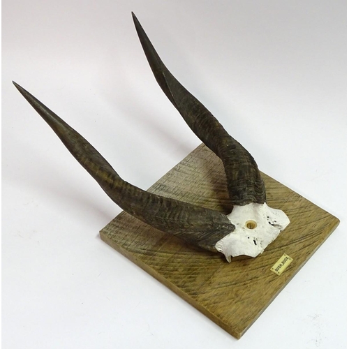 56 - Taxidermy: A set of bushbuck antlers mounted on a square wheel cut wall hanging base, marked in ivor... 