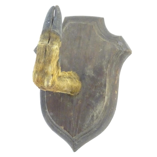 60 - Taxidermy: a mounted red deer hoof formed as a hanger, affixed to an oak shield, approximately 11 1/... 