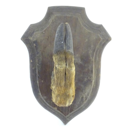 60 - Taxidermy: a mounted red deer hoof formed as a hanger, affixed to an oak shield, approximately 11 1/... 