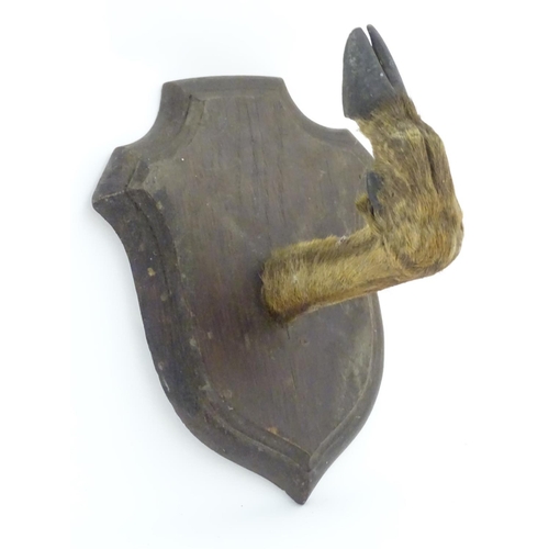 60 - Taxidermy: a mounted red deer hoof formed as a hanger, affixed to an oak shield, approximately 11 1/... 