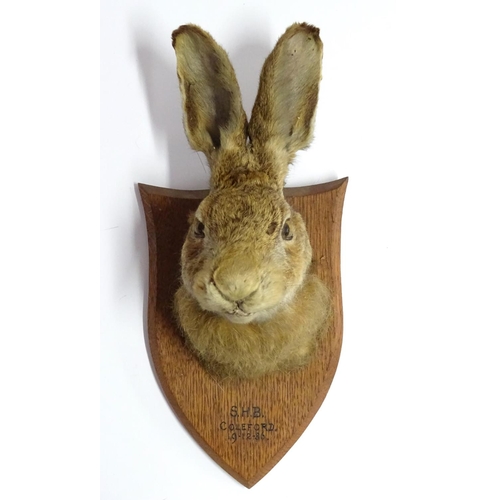 62 - Taxidermy: a Brown Hare (Lepus Europaeus) mask mount, affixed to an oak shield plaque, marked 'SHB C... 