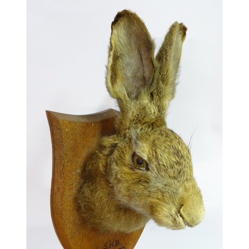 62 - Taxidermy: a Brown Hare (Lepus Europaeus) mask mount, affixed to an oak shield plaque, marked 'SHB C... 