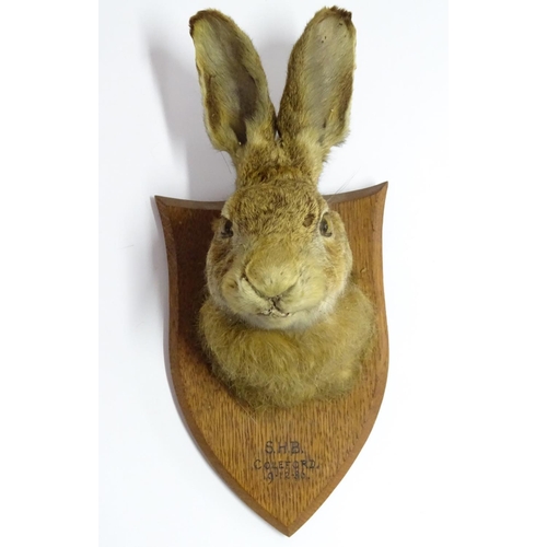 62 - Taxidermy: a Brown Hare (Lepus Europaeus) mask mount, affixed to an oak shield plaque, marked 'SHB C... 