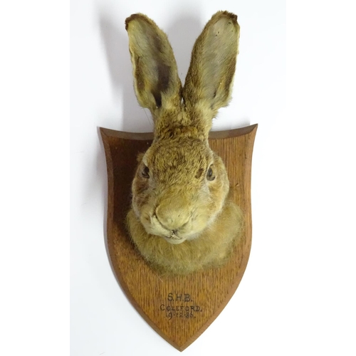 62 - Taxidermy: a Brown Hare (Lepus Europaeus) mask mount, affixed to an oak shield plaque, marked 'SHB C... 