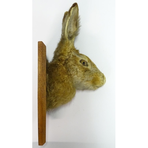 62 - Taxidermy: a Brown Hare (Lepus Europaeus) mask mount, affixed to an oak shield plaque, marked 'SHB C... 