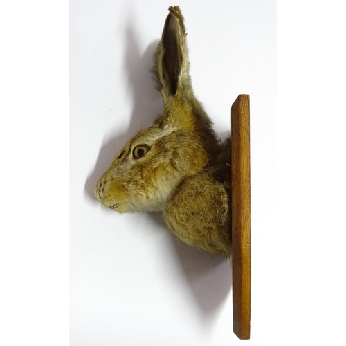 62 - Taxidermy: a Brown Hare (Lepus Europaeus) mask mount, affixed to an oak shield plaque, marked 'SHB C... 