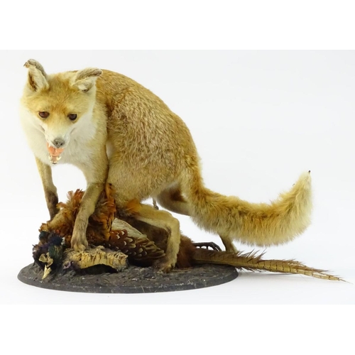 66 - Taxidermy: a Victorian figure group of a Red fox (Vulpes Vulpes) upon a cock ring-necked pheasant (P... 