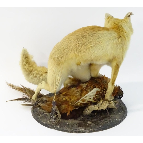 66 - Taxidermy: a Victorian figure group of a Red fox (Vulpes Vulpes) upon a cock ring-necked pheasant (P... 