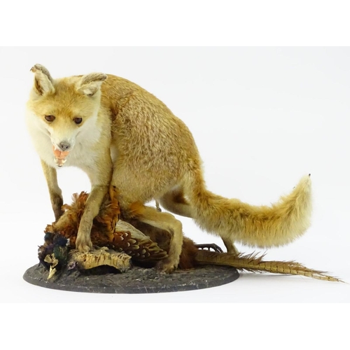 66 - Taxidermy: a Victorian figure group of a Red fox (Vulpes Vulpes) upon a cock ring-necked pheasant (P... 