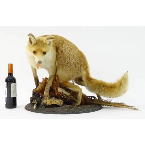 66 - Taxidermy: a Victorian figure group of a Red fox (Vulpes Vulpes) upon a cock ring-necked pheasant (P... 