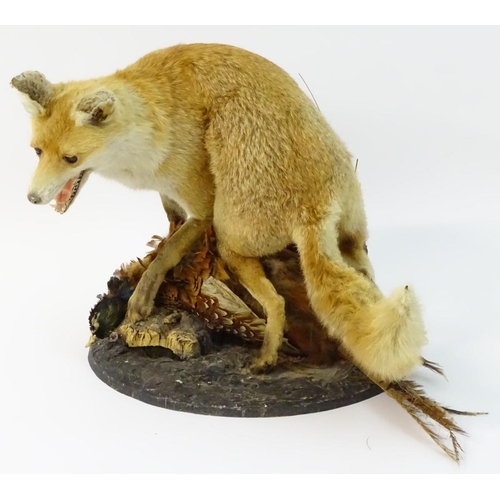 66 - Taxidermy: a Victorian figure group of a Red fox (Vulpes Vulpes) upon a cock ring-necked pheasant (P... 