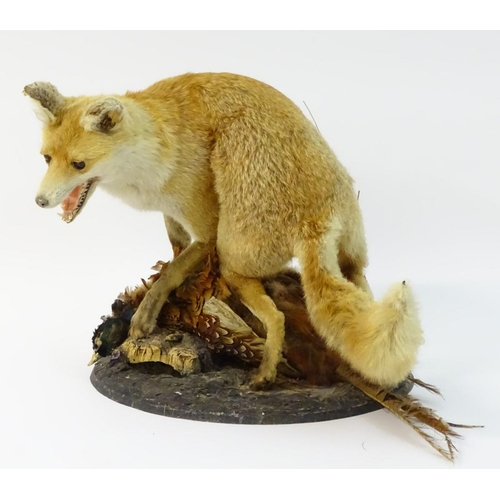 66 - Taxidermy: a Victorian figure group of a Red fox (Vulpes Vulpes) upon a cock ring-necked pheasant (P... 