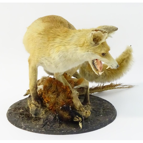 66 - Taxidermy: a Victorian figure group of a Red fox (Vulpes Vulpes) upon a cock ring-necked pheasant (P... 