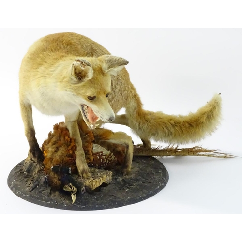 66 - Taxidermy: a Victorian figure group of a Red fox (Vulpes Vulpes) upon a cock ring-necked pheasant (P... 