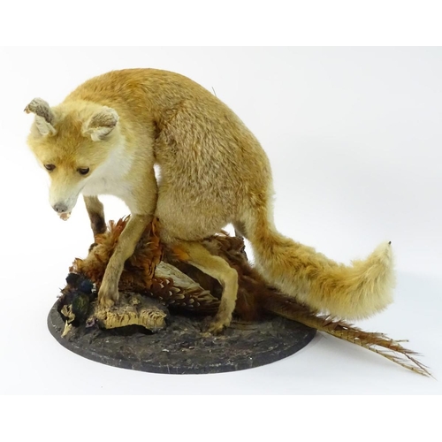 66 - Taxidermy: a Victorian figure group of a Red fox (Vulpes Vulpes) upon a cock ring-necked pheasant (P... 