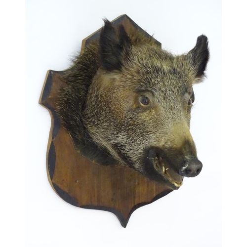 67 - Taxidermy: a French wild boar's head mounted onto a shield shaped pine back board, 22'' high x 17'' ... 