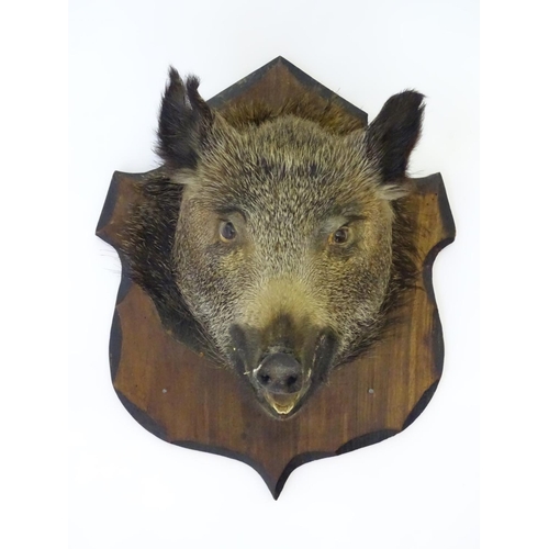 67 - Taxidermy: a French wild boar's head mounted onto a shield shaped pine back board, 22'' high x 17'' ... 