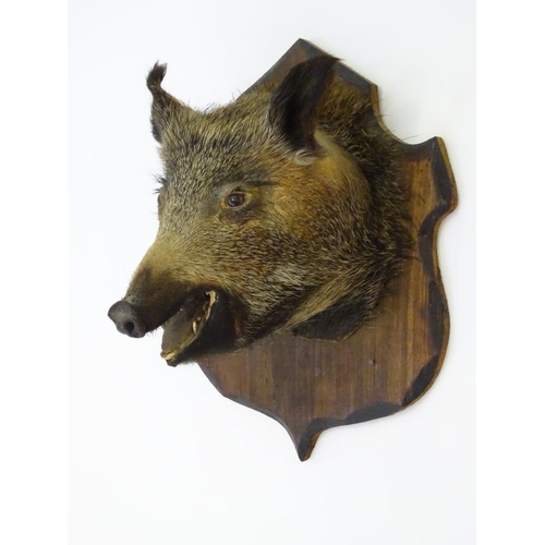 67 - Taxidermy: a French wild boar's head mounted onto a shield shaped pine back board, 22'' high x 17'' ... 