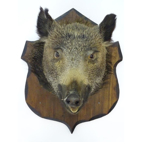 67 - Taxidermy: a French wild boar's head mounted onto a shield shaped pine back board, 22'' high x 17'' ... 