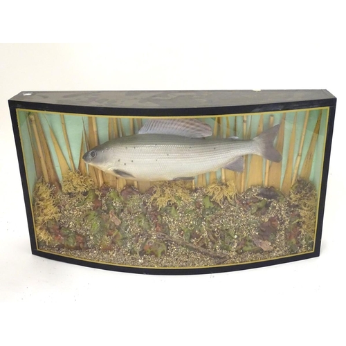 70 - Taxidermy: a late 20thC cast mount of a Grayling (Thymallus thymallus), bowfront cased in a natural ... 