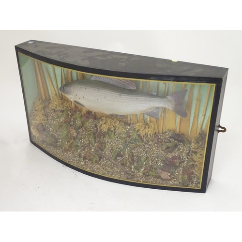 70 - Taxidermy: a late 20thC cast mount of a Grayling (Thymallus thymallus), bowfront cased in a natural ... 