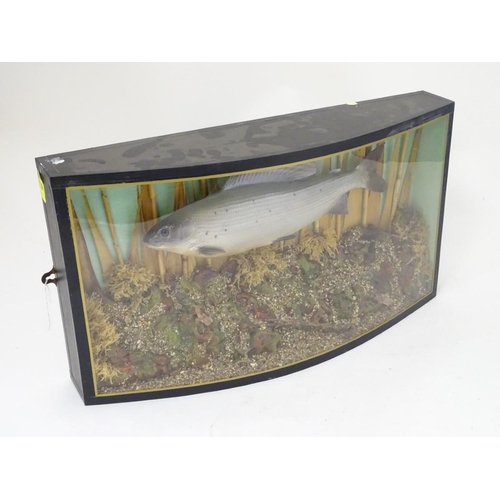 70 - Taxidermy: a late 20thC cast mount of a Grayling (Thymallus thymallus), bowfront cased in a natural ... 