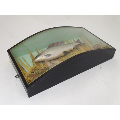 70 - Taxidermy: a late 20thC cast mount of a Grayling (Thymallus thymallus), bowfront cased in a natural ... 