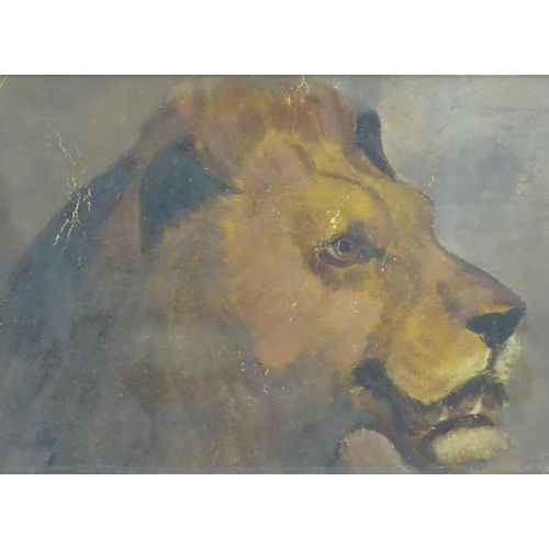 60 - Manner of William Huggins (1820-1884), English School, Oil on board, A study of the head of a lion, ... 