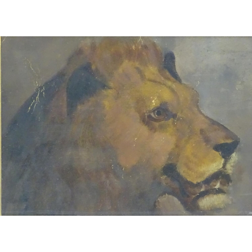 60 - Manner of William Huggins (1820-1884), English School, Oil on board, A study of the head of a lion, ... 