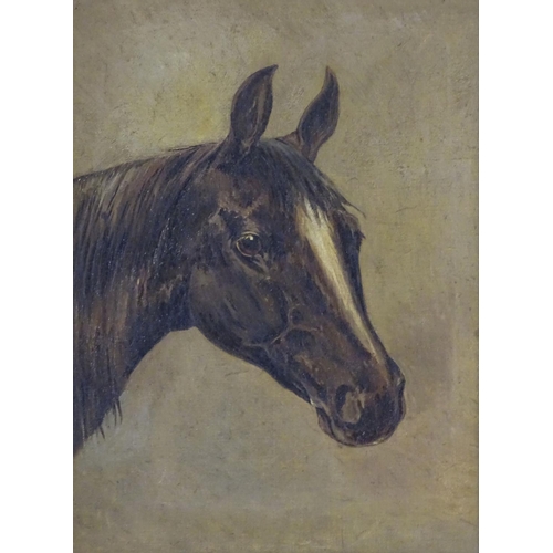 80 - English Equine School, XX, Oil on canvas, A portrait study of the head of a horse. Indistinctly ascr... 