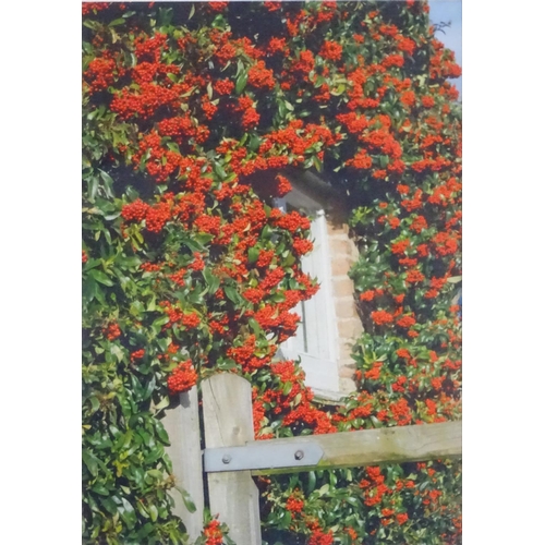 1293 - Andrea Bates (b. 1943), Limited edition prints, x3, The Rambling Rose, A country garden with flowers... 