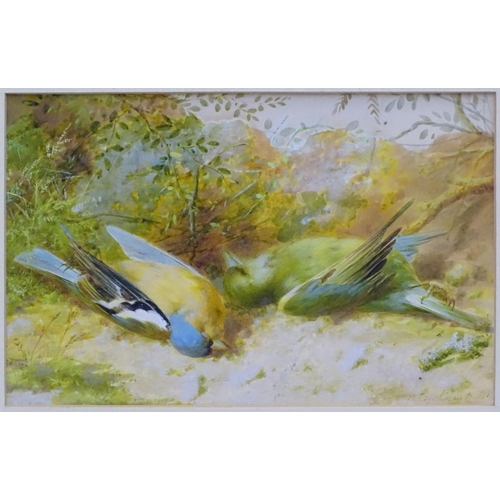 151 - After N Cruikshank, XIX, Ornithological School, Colour print, A Chaffinch & a Greenfinch. Bears facs... 