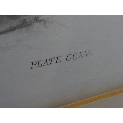 152 - After Lilian Marguerite Medland (1880-1955), Ornithological School, Monochrome plate prints, a pair,... 