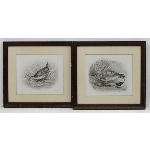 152 - After Lilian Marguerite Medland (1880-1955), Ornithological School, Monochrome plate prints, a pair,... 