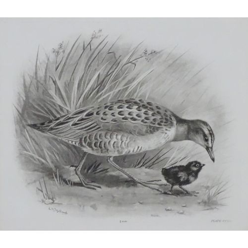 152 - After Lilian Marguerite Medland (1880-1955), Ornithological School, Monochrome plate prints, a pair,... 