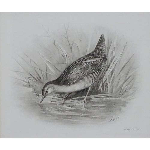 152 - After Lilian Marguerite Medland (1880-1955), Ornithological School, Monochrome plate prints, a pair,... 