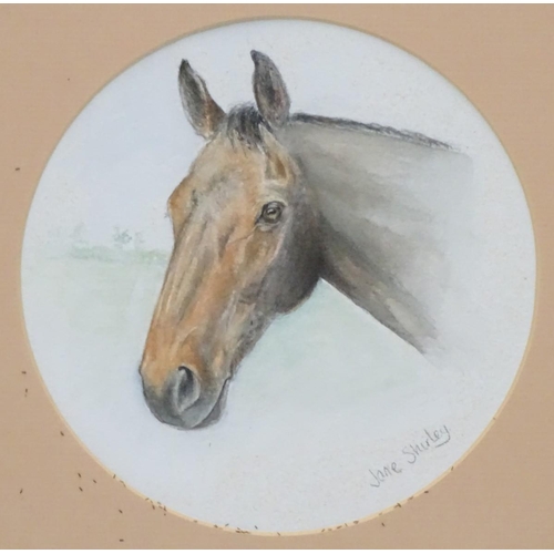 182 - Jane Shirley, XX, Watercolour, a tondo, A head of a bay horse. Signed lower right. Approx. 6 1/4'' d... 
