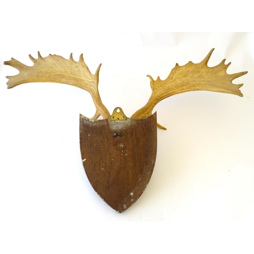 60 - Taxidermy: a 20thC Continental mount of Fallow deer antlers, affixed to an oak shield plinth, 35