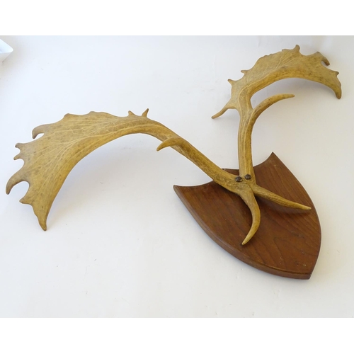 60 - Taxidermy: a 20thC Continental mount of Fallow deer antlers, affixed to an oak shield plinth, 35