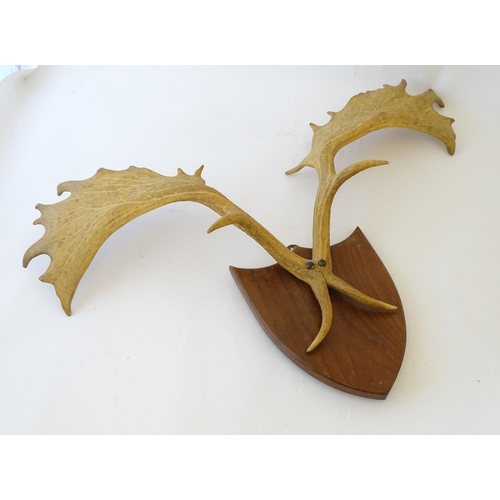 60 - Taxidermy: a 20thC Continental mount of Fallow deer antlers, affixed to an oak shield plinth, 35