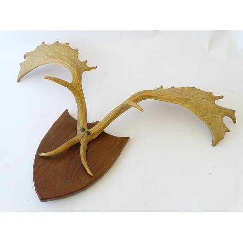 60 - Taxidermy: a 20thC Continental mount of Fallow deer antlers, affixed to an oak shield plinth, 35